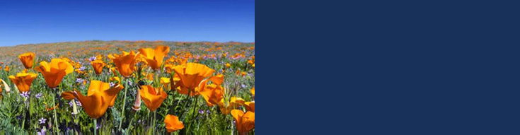 photo of poppies with Training title.
